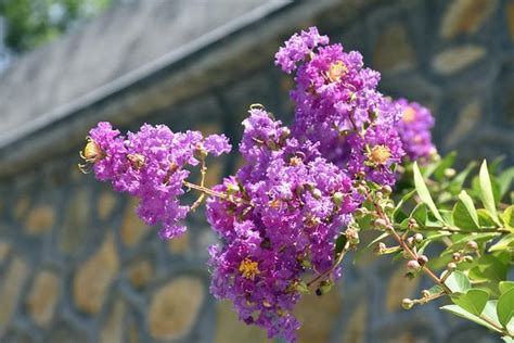 紫薇種植